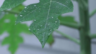 raindrops flowing down the leaves. Fresh green leaves with water drops, close up green leaves