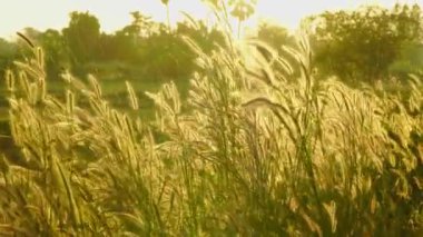 Field of golden flowers in the sunlight at sunset