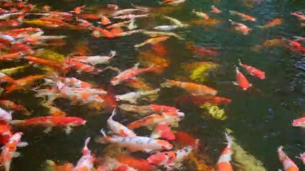 Barevný Japonský Kapr Plavání Rybníku — Stock video