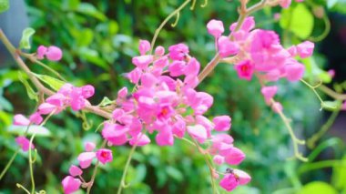 Bal arıları pembe bir çiçeğin üzerinde bir çiçeği döllüyorlar. Meksikalı sürüngen, bulanık arka planda çiçek açan pembe çiçekler seçici bir odak ile