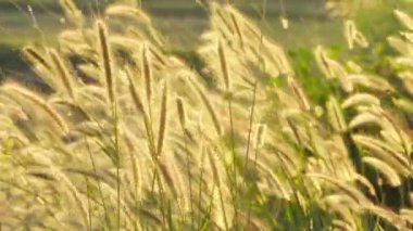 Field of golden flowers in the sunlight at sunset