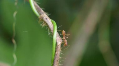 Kırmızı karınca bir dala tırmanıyor ve arka planda bulanık bir şekilde ayrılıyor. El bilgisayarı Videoları
