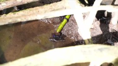 Mangrov yengeçleri (Sesarma mederi), mangrov ormanlarında yaşayan yengeçler, gelgitte yiyecek için yürürler..