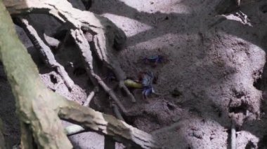 Mangrov yengeçleri (Sesarma mederi), mangrov ormanlarında yaşayan yengeçler, gelgitte yiyecek için yürürler..