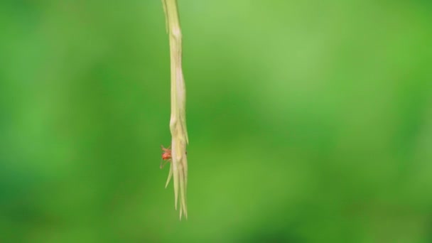 Červený Mravenec Šplhá Větev Listy Rozmazaným Přírodním Pozadím Handheld Videa — Stock video