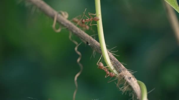 Czerwona Mrówka Wspina Się Gałąź Odchodzi Rozmytym Tłem Natury Filmiki — Wideo stockowe