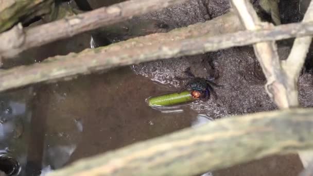 红树蟹 Sesarma Mederi 生活在红树林中的蟹 在低潮时为觅食而行走 — 图库视频影像