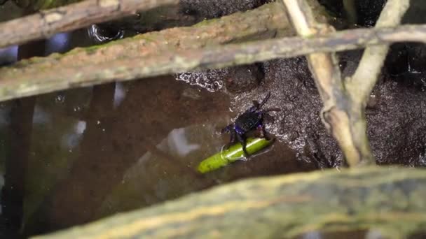 红树蟹 Sesarma Mederi 生活在红树林中的蟹 在低潮时为觅食而行走 — 图库视频影像