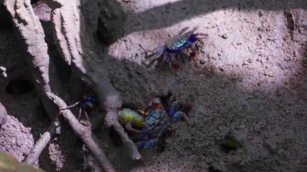 Crabi Mangrovi Sesarma Mederi Crabi Care Trăiesc Păduri Mangrove Mergând — Videoclip de stoc
