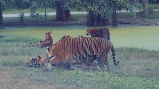 Bengálští Tygři Hrají Bazénu — Stock video