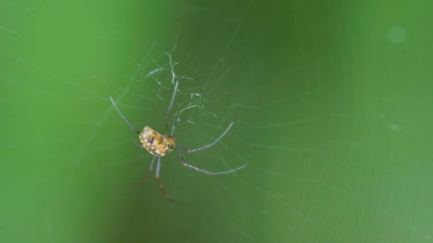 Pavouk Stojí Zády Pavučině Zeleném Rozmazaném Pozadí — Stock video