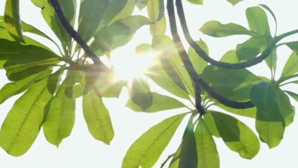 Luz Solar Que Atinge Pico Através Folha Verde — Vídeo de Stock