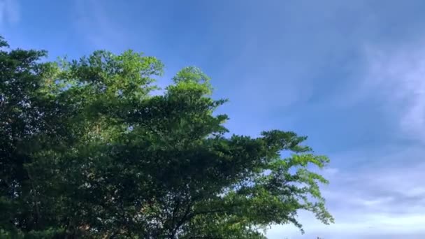 Tuulinen Vihreät Lehdet Sininen Taivas Kaunis Luonto Video — kuvapankkivideo