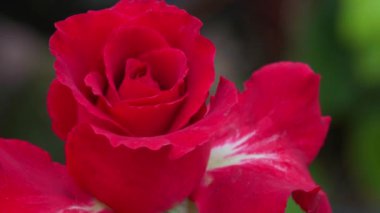 Yaklaş, Bahçedeki güzel kırmızı gül