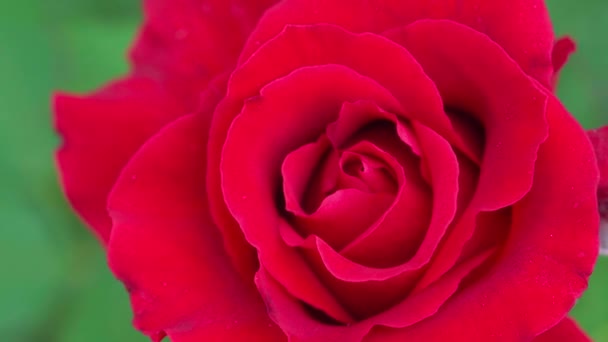Cerca Hermosa Rosa Roja Jardín — Vídeos de Stock