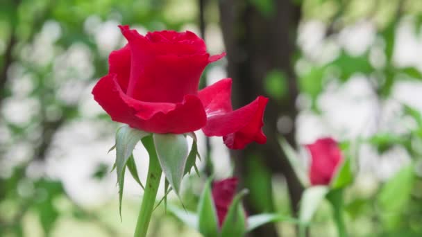 Крупним Планом Красива Червона Троянда Саду — стокове відео
