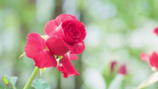Zamknij Się Piękna Czerwona Róża Ogrodzie — Wideo stockowe