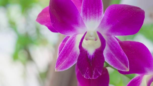 Zbliżenie Piękna Fioletowa Orchidea Ogrodzie — Wideo stockowe
