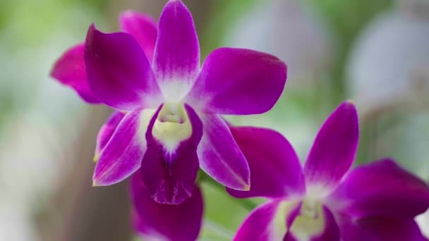 Gros Plan Belle Orchidée Violette Dans Jardin — Video