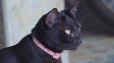 Pembe yakalı siyah bir kedi sevimli bir hayvan oturur ve yoğun gözlerle dışarı bakar..