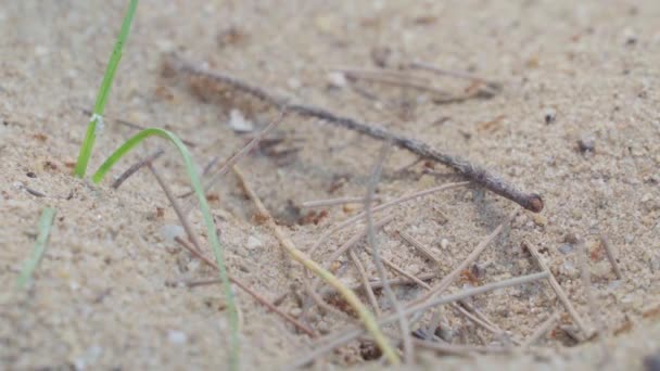 Rote Ameisen Arbeiten Zusammen Einem Nest Sandstrand — Stockvideo