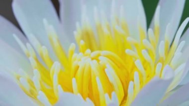 Rüzgarla savrulan taze nilüfer çiçekleri, makro doğa arka planı.