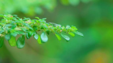 Bulanık doğa yeşil arka plan, doğal yeşillik kavramı.