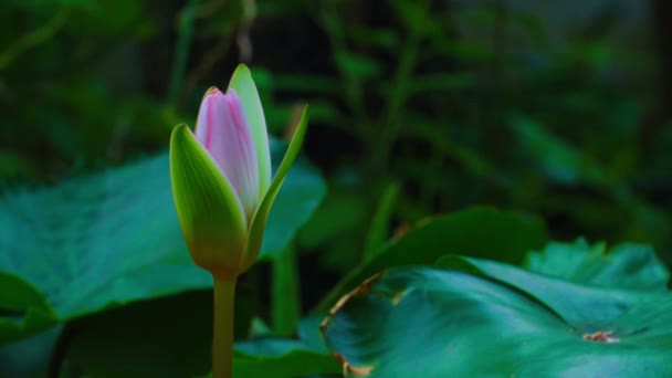 Zamknij Różowy Kwiat Lotosu Kwitnie — Wideo stockowe
