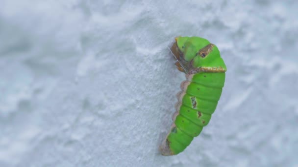 Little Green Caterpillar Perched White Cement Wall — Stock Video