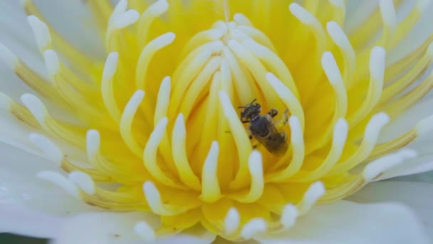 Insecten Die Nectar Zuigen Uit Lotuspollen Zoek Naar Insecten — Stockvideo