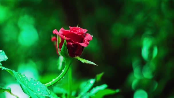 Gros Plan Belle Rose Rouge Dans Jardin — Video