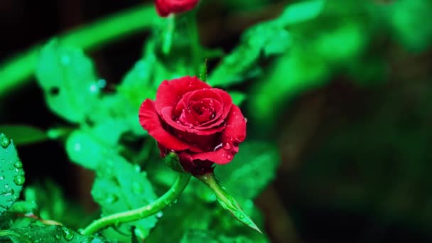 Gros Plan Belle Rose Rouge Dans Jardin — Video