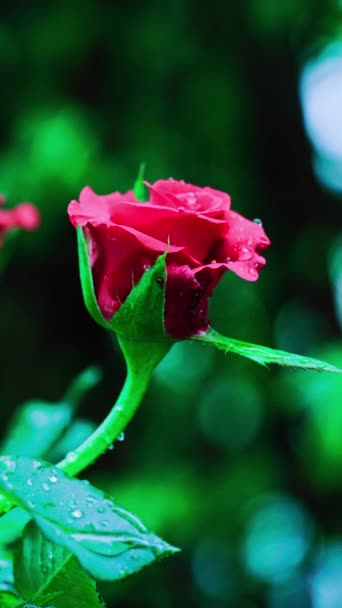 Gros Plan Belle Rose Rouge Dans Jardin Vidéo Verticale — Video
