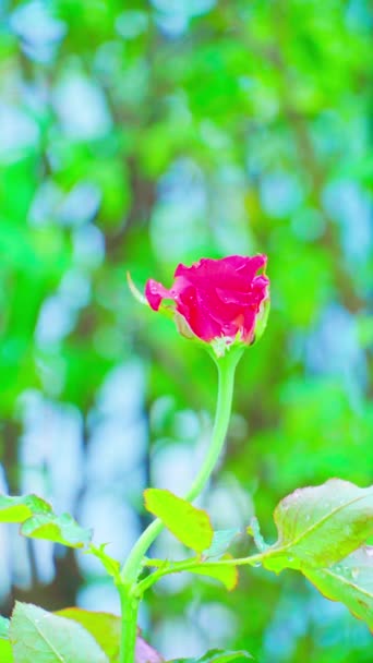 Gros Plan Belle Rose Rouge Dans Jardin Vidéo Verticale — Video