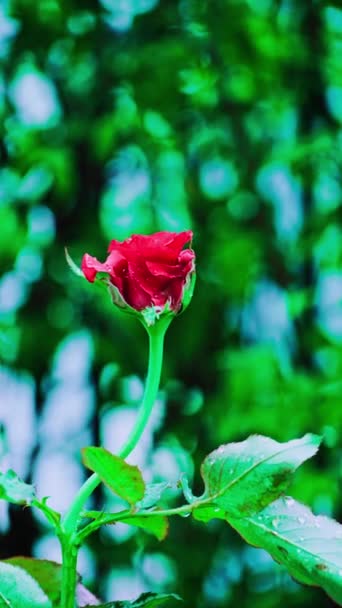 Крупним Планом Красива Червона Троянда Саду Вертикальне Відео — стокове відео