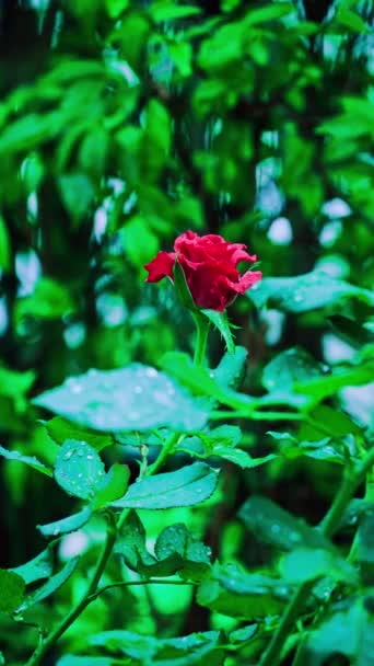 Cerca Hermosa Rosa Roja Jardín Vídeo Vertical — Vídeo de stock
