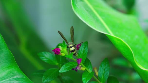 Vosy Hledají Potravu Cucají Nektar Růžovými Květy Detailní Záběr Hmyzu — Stock video