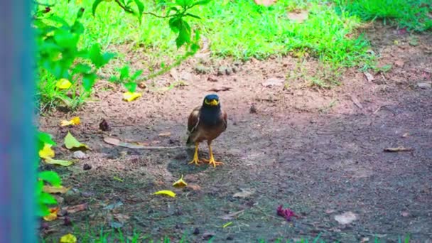 Bir Myna Yürüyor Yerde Dinleniyor Doğada Yiyecek Buluyor — Stok video