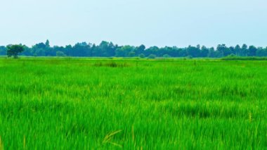 Yağmurlu mevsimde sabah güzel pirinç tarlası manzarası. Tayland 'ın kırsal kesimi