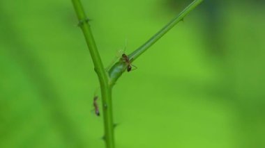 Close up of a red ant walks on a tree branch on natural blur background.