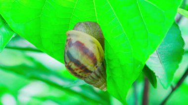 Büyük bir salyangoz yeşil bir yaprağın üzerinde hareketsiz durur..