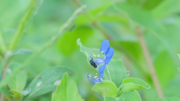 美しい青い花は自然の中で咲き 穏やかに風に揺れ 昆虫は蜜を求めて彼らに近づいています — ストック動画