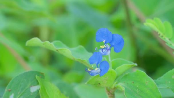 Schöne Blaue Blumen Die Der Natur Blühen Und Langsam Wind — Stockvideo