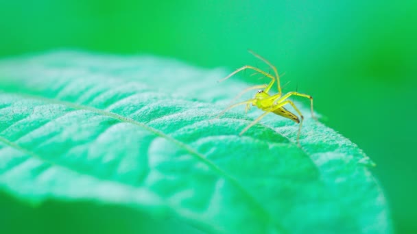 Makrovideo Einer Grünen Spinne Die Auf Einem Blatt Wald Sitzt — Stockvideo