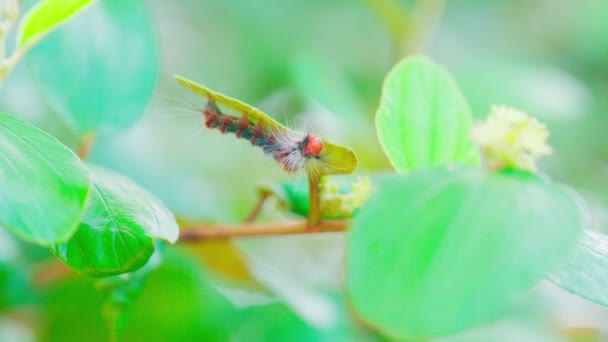 Gąsienice Przylegają Spodu Liści Powoli Jeść Liście Jako Pokarm — Wideo stockowe