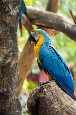 Bir dalın üzerine tünemiş mavi-sarı bir papağan. Yakından izlenebilir