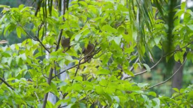 İki benekli güvercin bir ağaçta birlikte oynuyorlar.