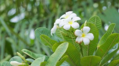 Plumeria beyaz çiçekleri ve yaprakları rüzgarda dalgalanıyor.