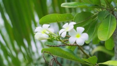 Plumeria beyaz çiçekleri ve yaprakları rüzgarda dalgalanıyor.