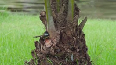 Bir palmiye ağacının gövdesine tüneyip etrafa bakınan doğulu bir magpie-robin..